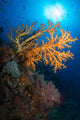 Yellow Sea Fan Raja Wall Decal Design 2