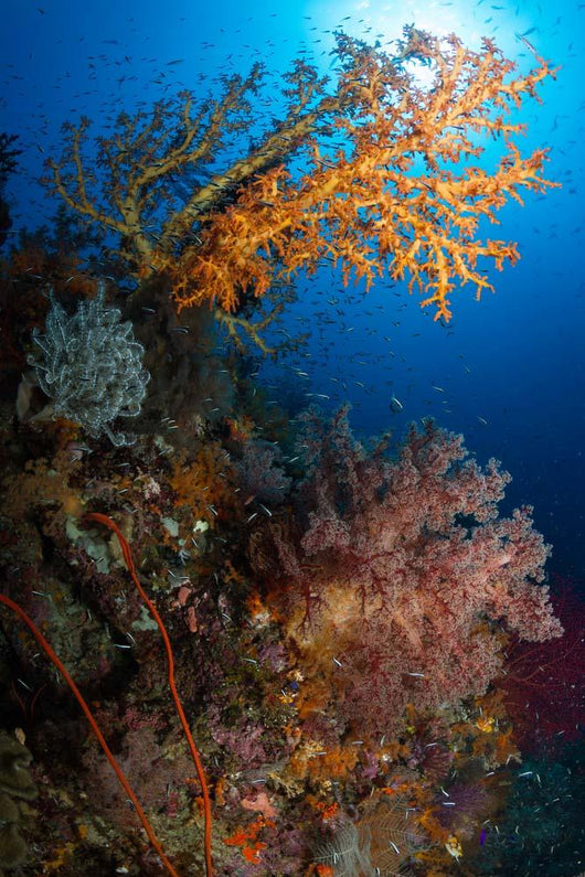 Yellow Sea Fan Raja Wall Decal Design 1