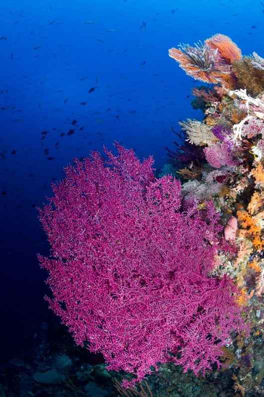 Purple Sea Fan Raja Wall Decal