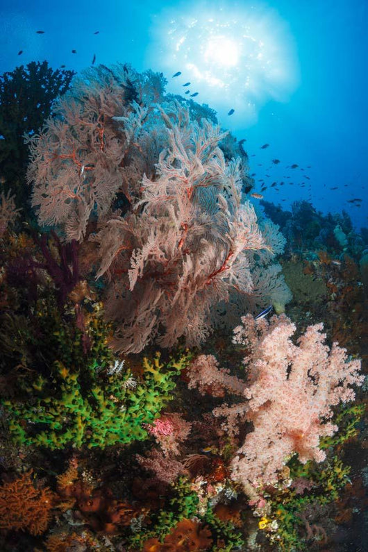 Sea Fan Soft Coral Wall Decal Design 2