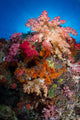 Soft Coral Raja Ampat Wall Decal Design 5