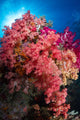 Soft Coral Raja Ampat Wall Decal Design 4