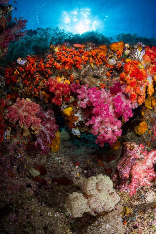 Soft Coral Raja Ampat Wall Decal Design 3