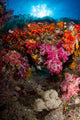 Soft Coral Raja Ampat Wall Decal Design 3