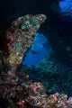 Diver Boo Windows Raja Wall Decal