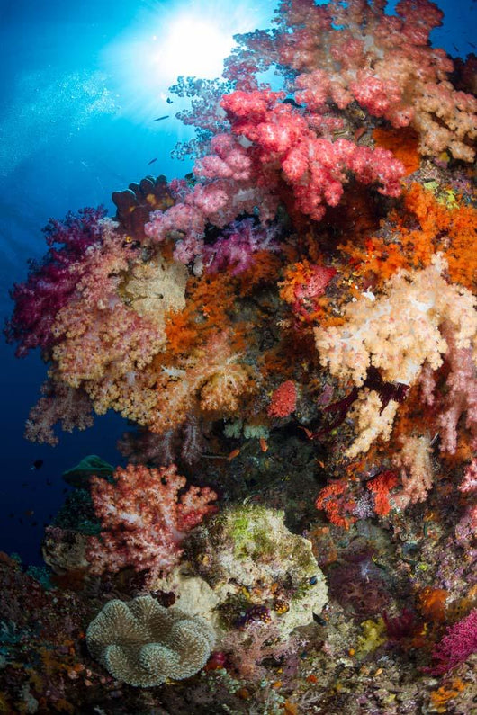 Soft Coral Raja Ampat Wall Decal Design 2