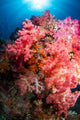 Soft Coral Raja Ampat Wall Decal Design 1