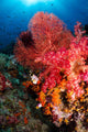 Red Sea Fan and Wall Decal