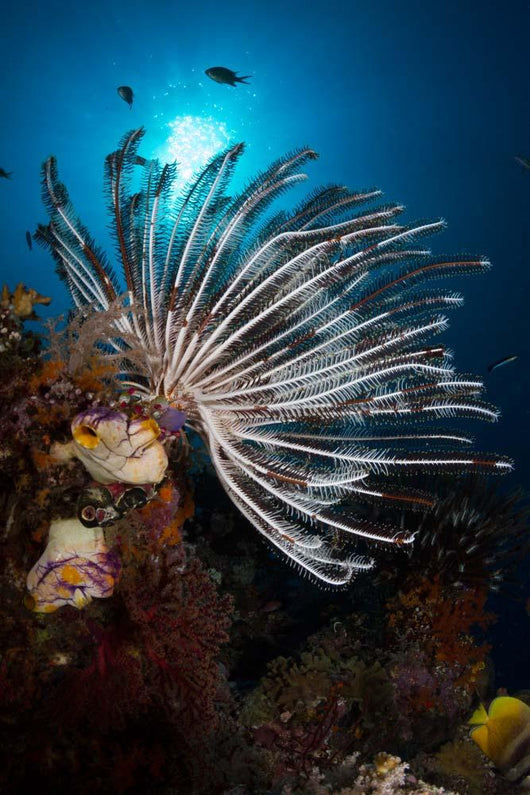 Crinoid Raja Ampat Indonesia Wall Decal