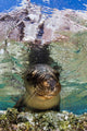 Sea Lion Portrait Los Wall Decal