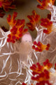 Commensal Shrimp Soft Coral Wall Decal