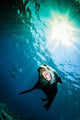 California Sea Lion La Wall Decal