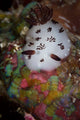 Nudibranch Raja Ampat Indonesia Wall Decal