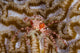 Boxing Crab Raja Ampat Wall Decal