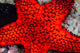 Red Starfish Raja Ampat Wall Decal