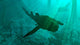 Armored Bothriolepis Glides along Wall Decal
