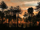 Forest Cordaites and Araucaria Wall Decal Design 1
