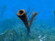 Species Pirania Primitive Sponge Wall Decal