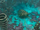 Olenoides Trilobite Scurries across Wall Decal