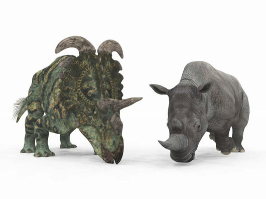 Albertaceratops Compared to Adult Wall Decal