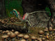 Compsognathus Prepares to Swallow Wall Decal