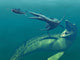 Marine Predators Cretaceous Period Wall Decal Design 2
