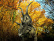 Diabloceratops Wanders Cretaceous Forest Wall Decal