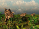 Herd Plant-eating Einiosaurus Roam Wall Decal