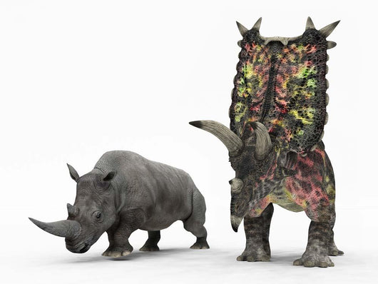 Adult Pentaceratops Compared to Wall Decal