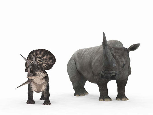 Adult Zuniceratops Compared to Wall Decal
