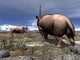 Pair Male Elasmotherium Confront Wall Decal