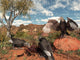 Pleistocene Black Vultures Feed Wall Decal