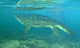 Late Devonian Period Ichthyostega Wall Decal