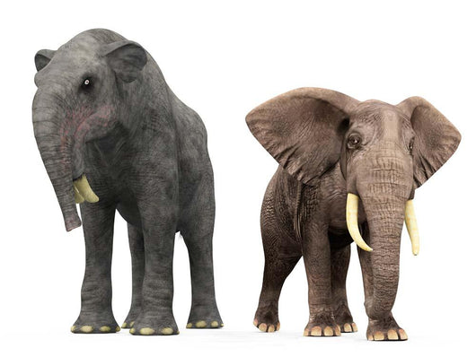 Adult Deinotherium Compared to Wall Decal