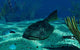 Drepanaspis Bottom Shallow Devonian Wall Decal
