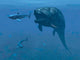 Prehistoric Dunkleosteus Fish Prepares Wall Decal