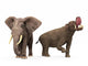 Adult Platybelodon Compared to Wall Decal