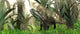 Archosaur Wanders amidst Cycads Wall Decal