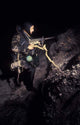 Navy Seal Crosses Beach Wall Decal