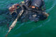 Navy Seal Combat Swimmer Wall Decal