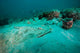 Southern Stingray Sandy Bottom Wall Decal