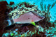 Hogfish Swimming above Coral Wall Decal
